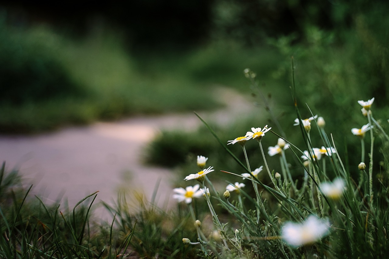 How to Create a Beautiful Garden Path